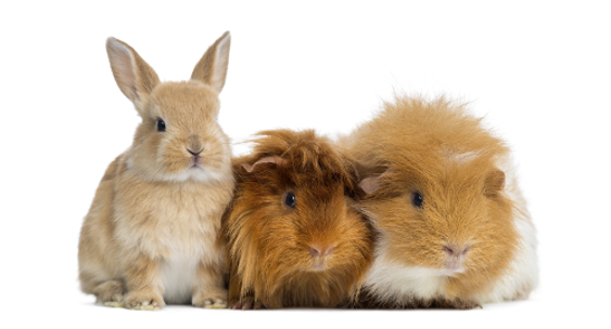 konijn-cavia